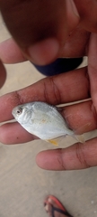 Trachinotus