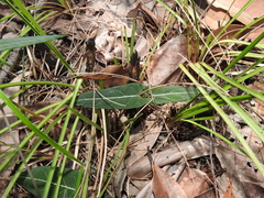 Parsonsia