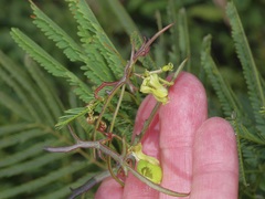 Passiflora tenuiloba