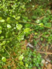 Coprosma areolata