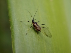 Macrosiphini