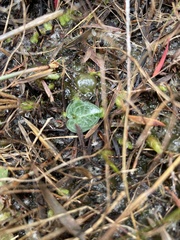 Corybas abditus
