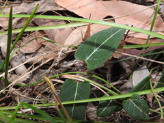 Parsonsia