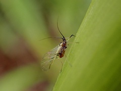Macrosiphini