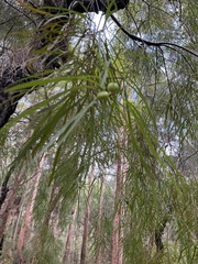 Persoonia longifolia