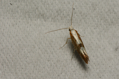 Argyresthia