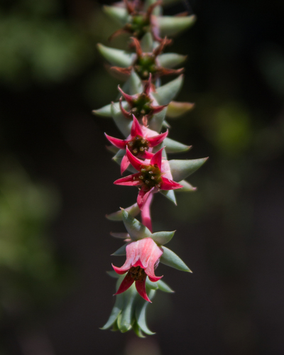 Echeveria heterosepala