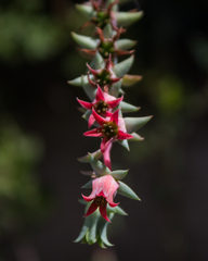 Echeveria heterosepala