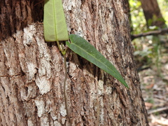 Parsonsia