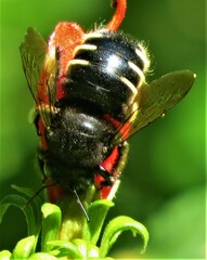 Xylocopa tabaniformis parkinsoniae