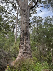 Eucalyptus jacksonii