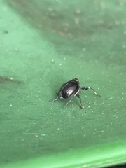 Phylloscelis atra