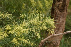 Acacia mucronata longifolia