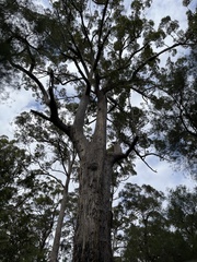 Eucalyptus jacksonii
