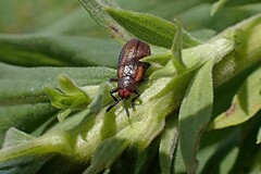Microrhopala vittata