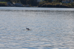 Phocoena phocoena phocoena