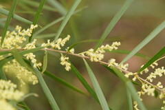 Acacia mucronata longifolia