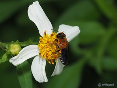 Megachile umbripennis