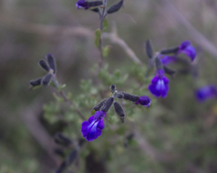 Salvia thymoides