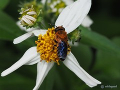 Megachile umbripennis