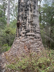 Eucalyptus jacksonii
