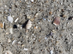 Ilyanassa trivittata