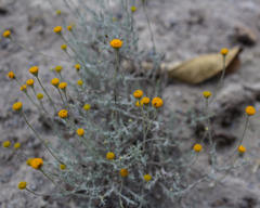 Thymophylla setifolia