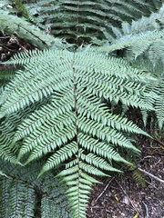Cyathea smithii