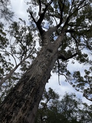 Eucalyptus jacksonii