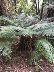 Cyathea smithii