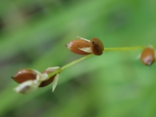 Carex disperma iNat (2)