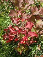 Viburnum opulus americanum