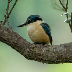 Todiramphus sanctus vagans