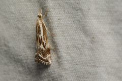 Catoptria oregonicus