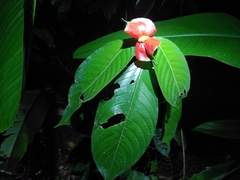 Palicourea tomentosa