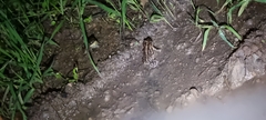 Incilius coccifer