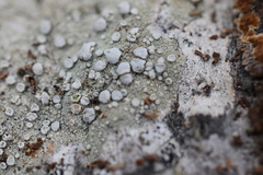 Lecanora