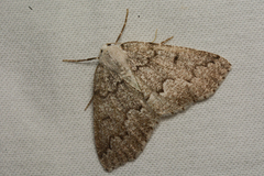 Sabulodes packardata