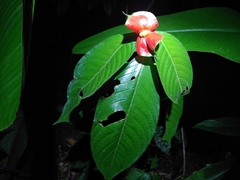 Palicourea tomentosa