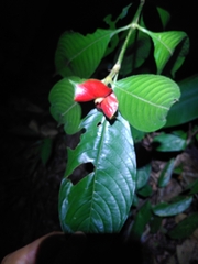 Palicourea tomentosa