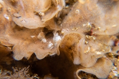 Dendrobeania lichenoides