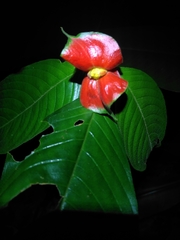 Palicourea tomentosa