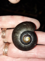 Powelliphanta traversi otakia