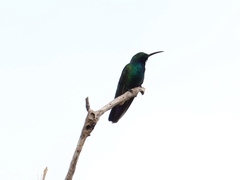 Anthracothorax prevostii