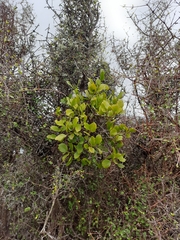 Ileostylus micranthus