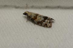 Epinotia
