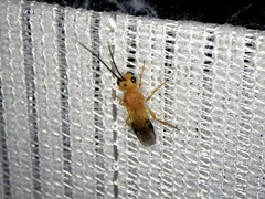 Phanerotoma flava