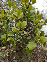 Ileostylus micranthus