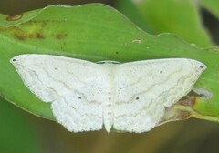 Scopula umbilicata