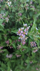 Malpighia glabra